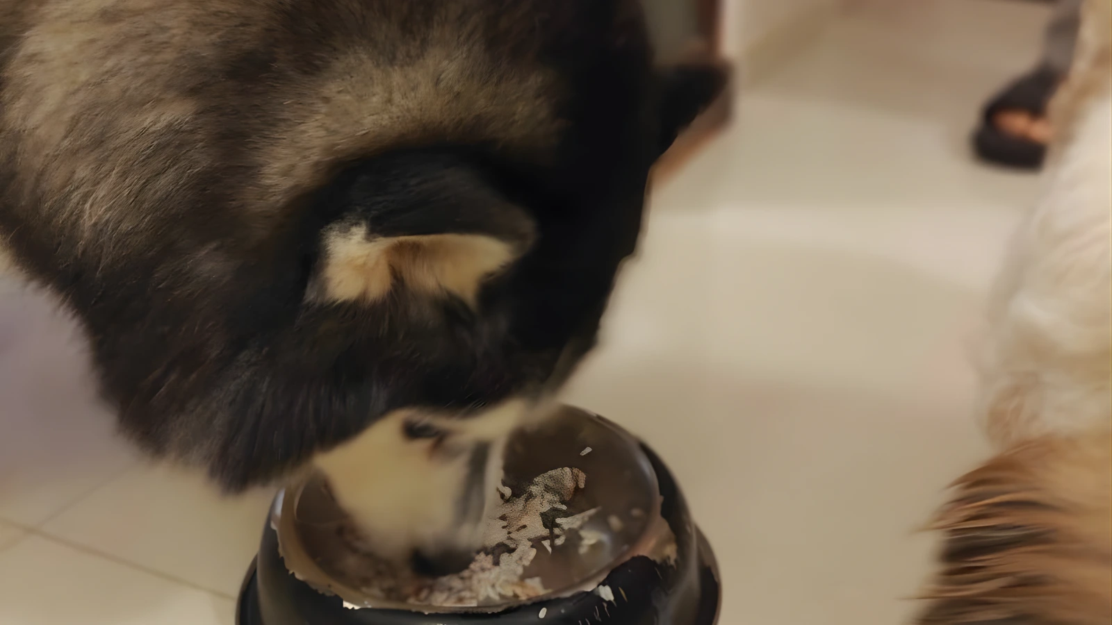 Dog hydration and summer heat safety